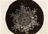 BENTLEY, WILSON A. (1865-1931) Suite of 4 photographs of snow crystals.